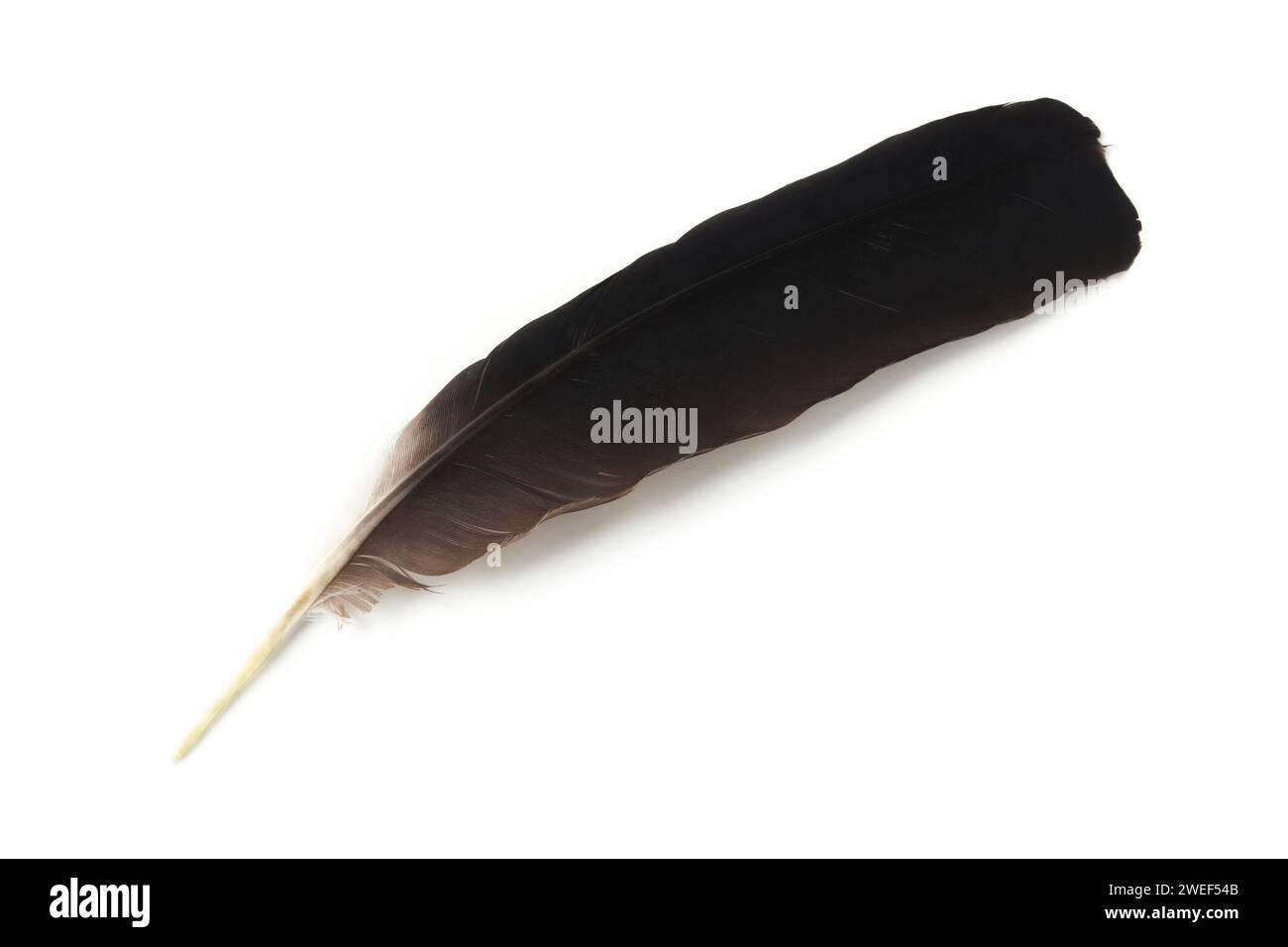 Vogelfeder Nahaufnahme isoliert auf weißem Hintergrund Stockfoto
