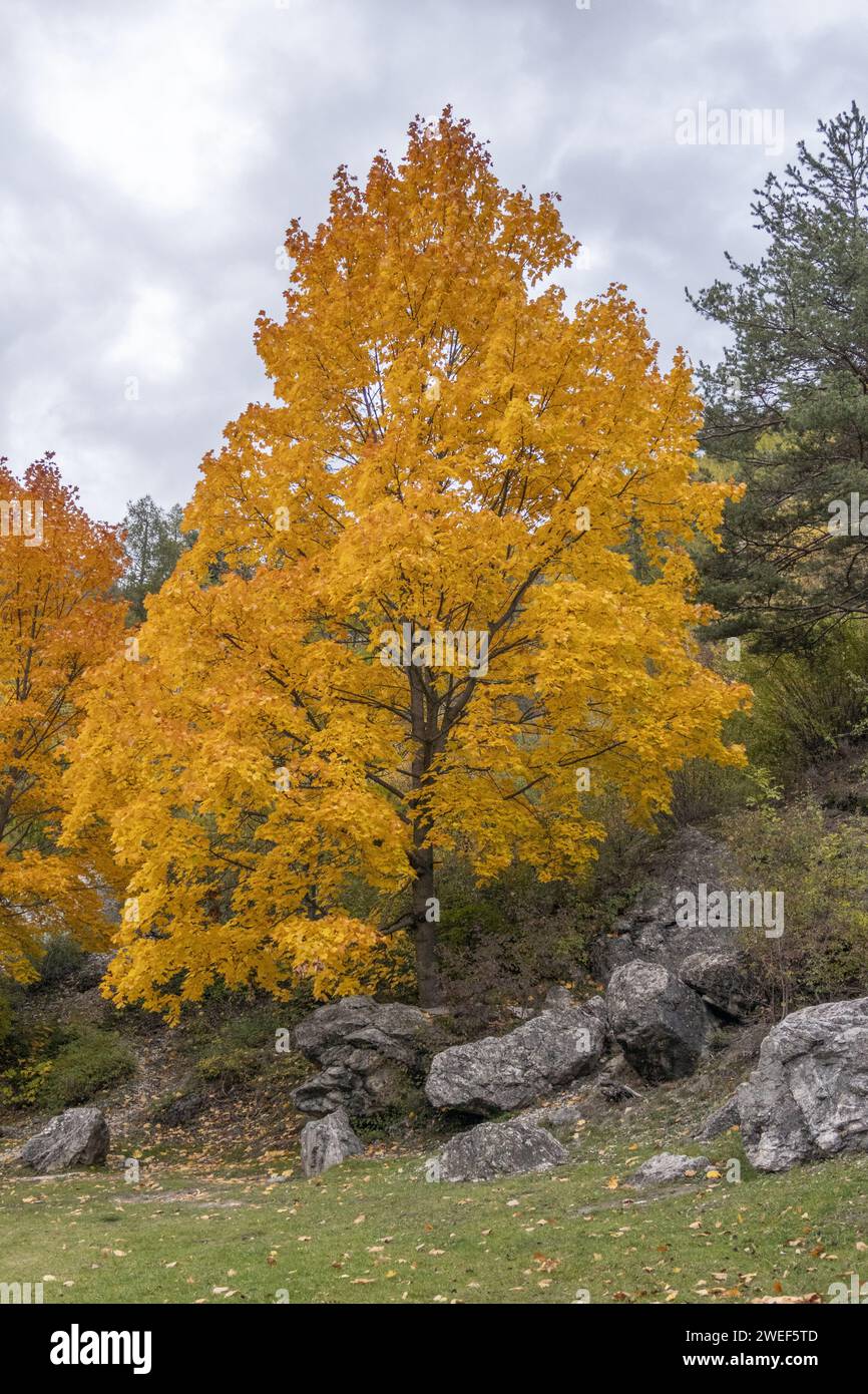 Eine lebhafte herbstliche Parkszene mit gelbem Laub Stockfoto