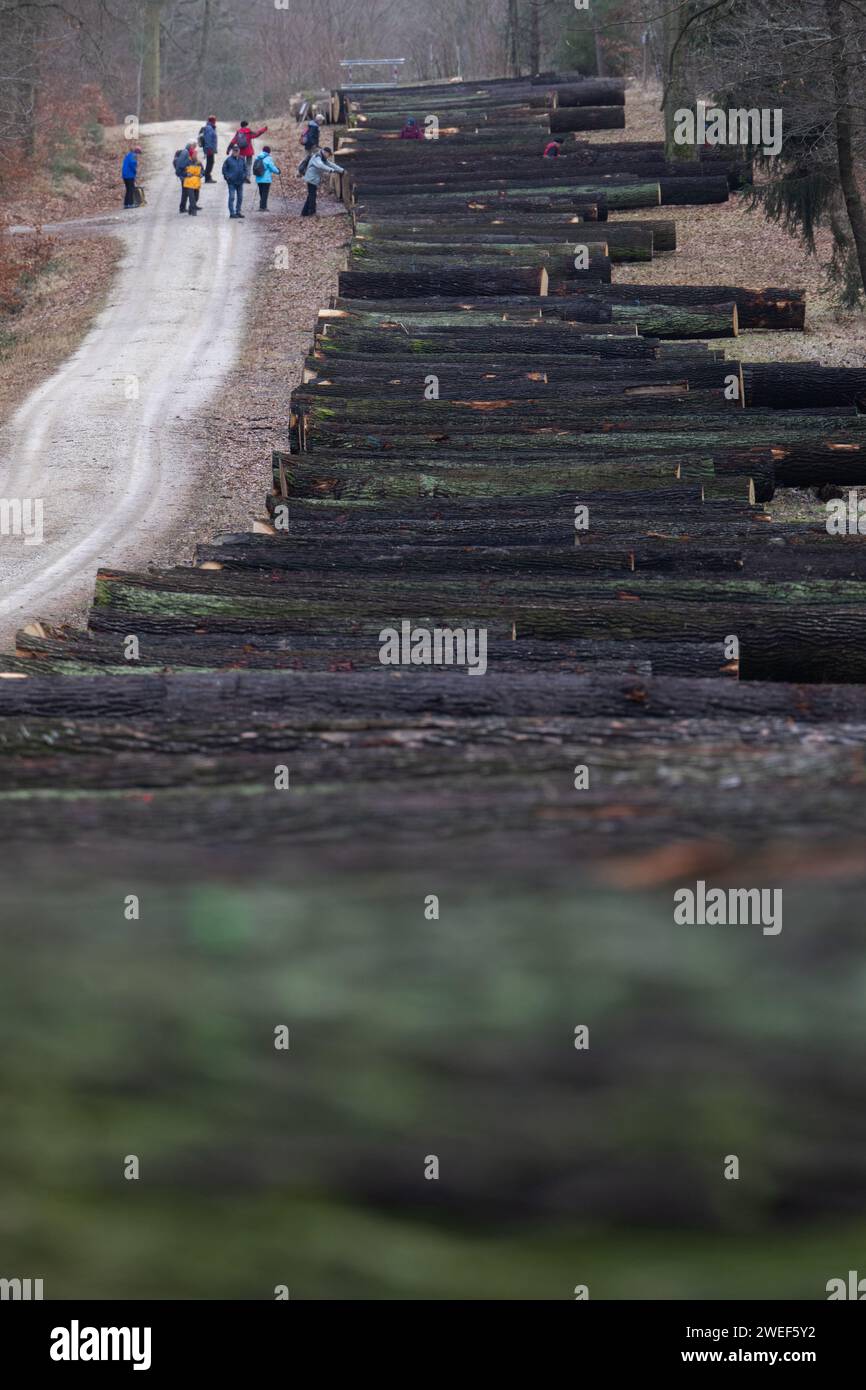 Dresden, Deutschland. Januar 2024. Eichenstämme liegen nebeneinander in einem Waldgebiet der Dresdner Heide anlässlich der 25. Sägewerk- und Holzauktion 2024. Wertvolle Stämme aus nachhaltig bewirtschafteten Wäldern in Sachsen werden bei der Holzauktion versteigert. Robert Michael/dpa/Alamy Live News Stockfoto