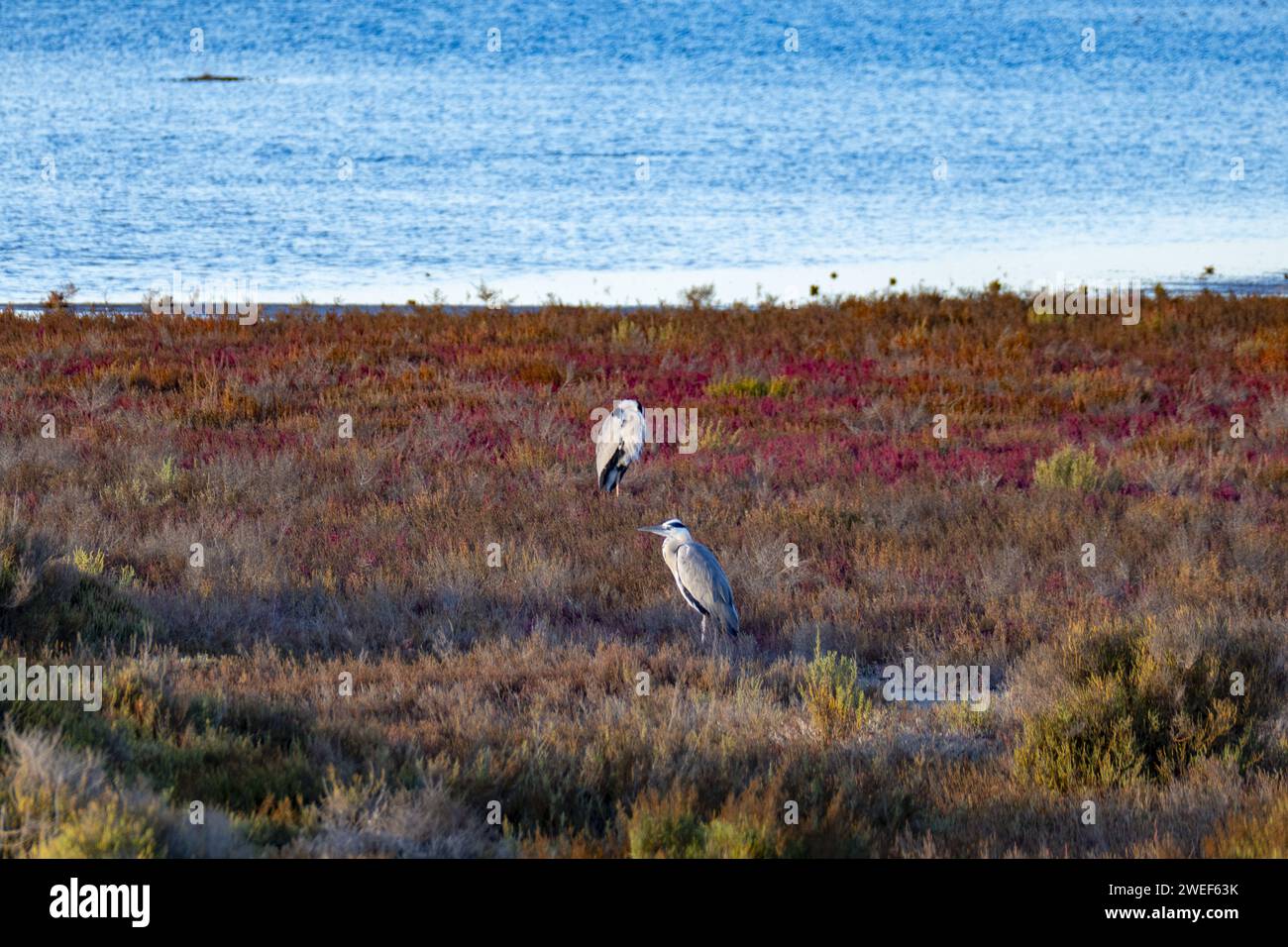 Die beiden Vögel saßen auf einem getrockneten Grasfeld mit Blick auf den Ozean Stockfoto