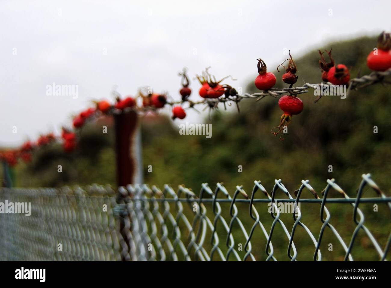 Rosenhüften auf einem Zaun Stockfoto