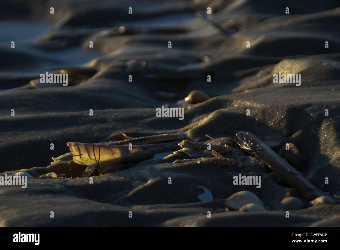 Sea Shell am Strand Stockfoto