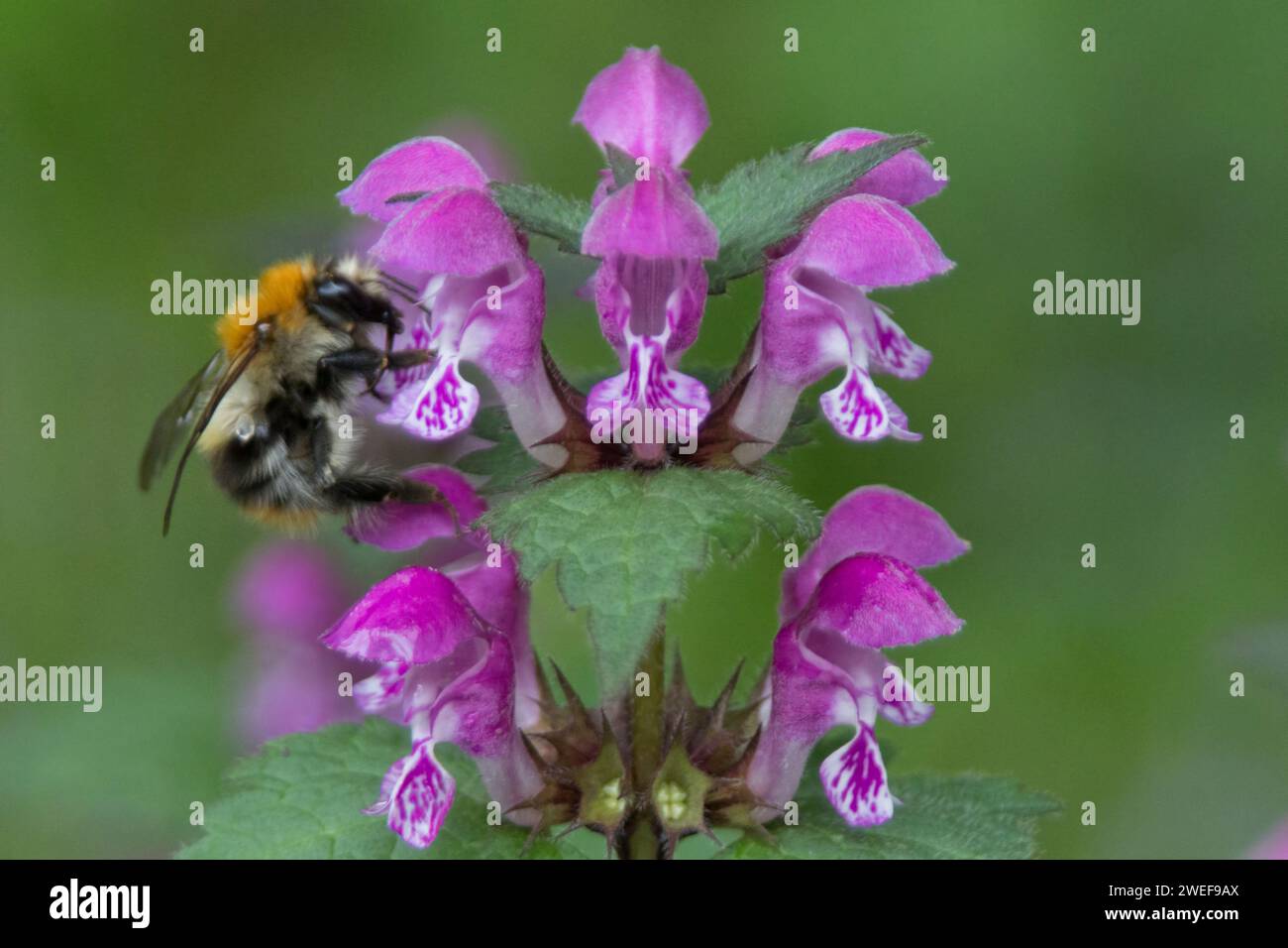 Gewöhnliche Carder Bee auf gefleckter toter Brennnessel Stockfoto