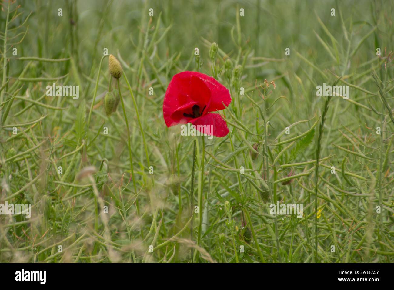 Mohn Stockfoto