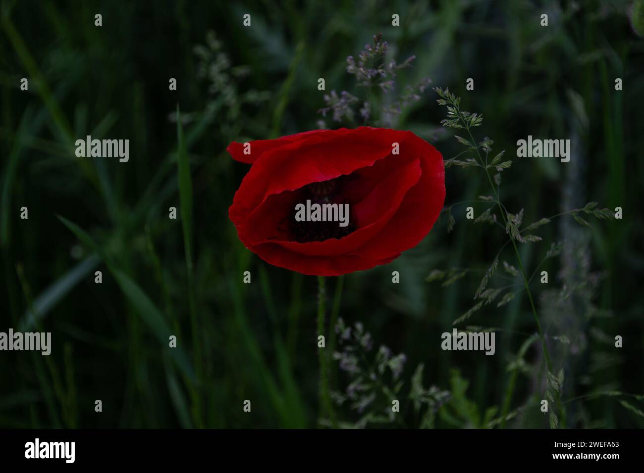 Mohn Stockfoto