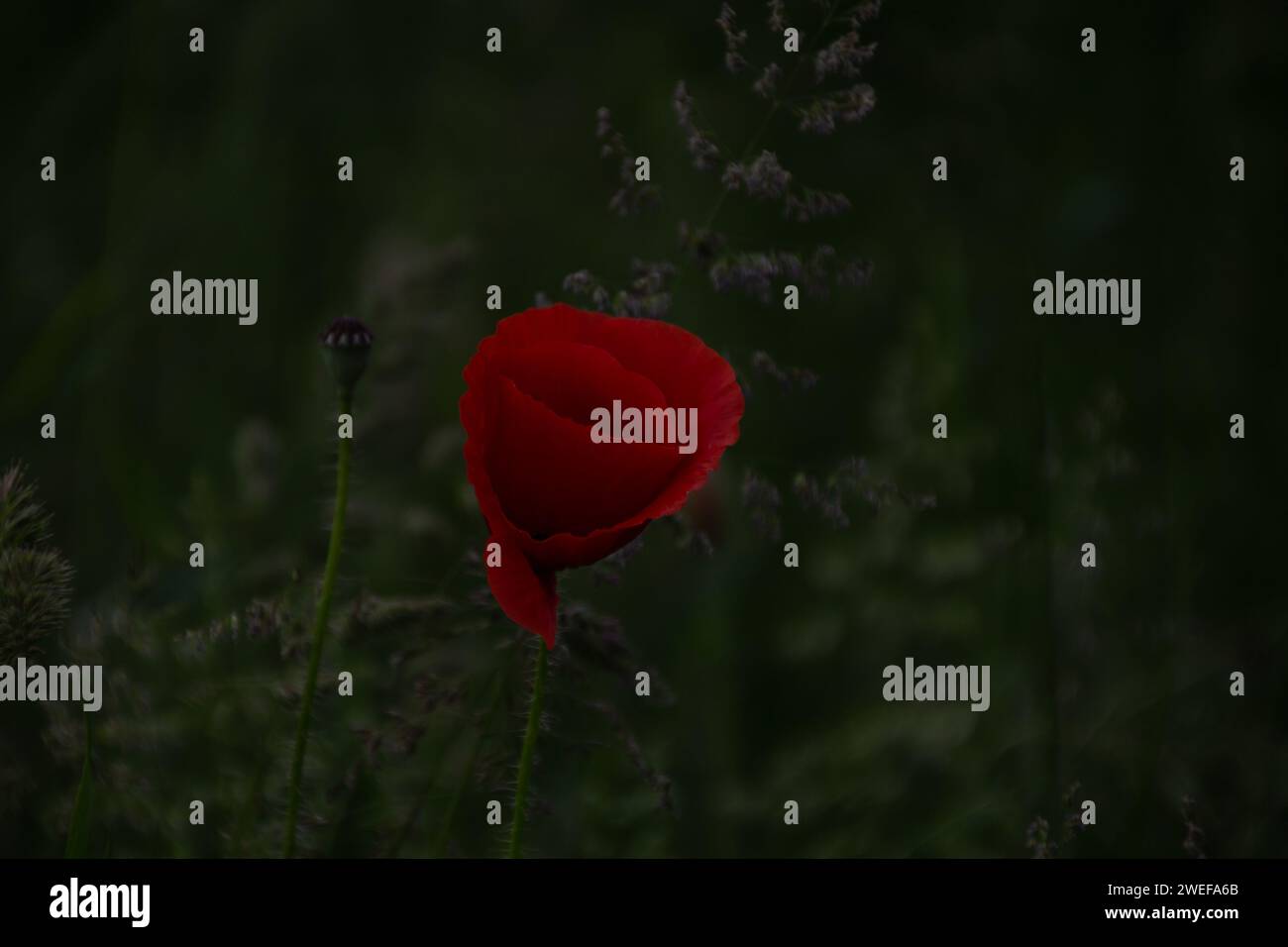Mohn Stockfoto