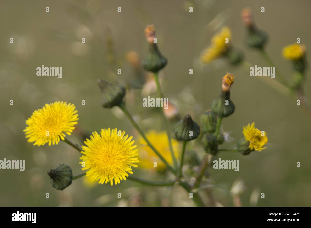 Rauer Hawksbeard Stockfoto