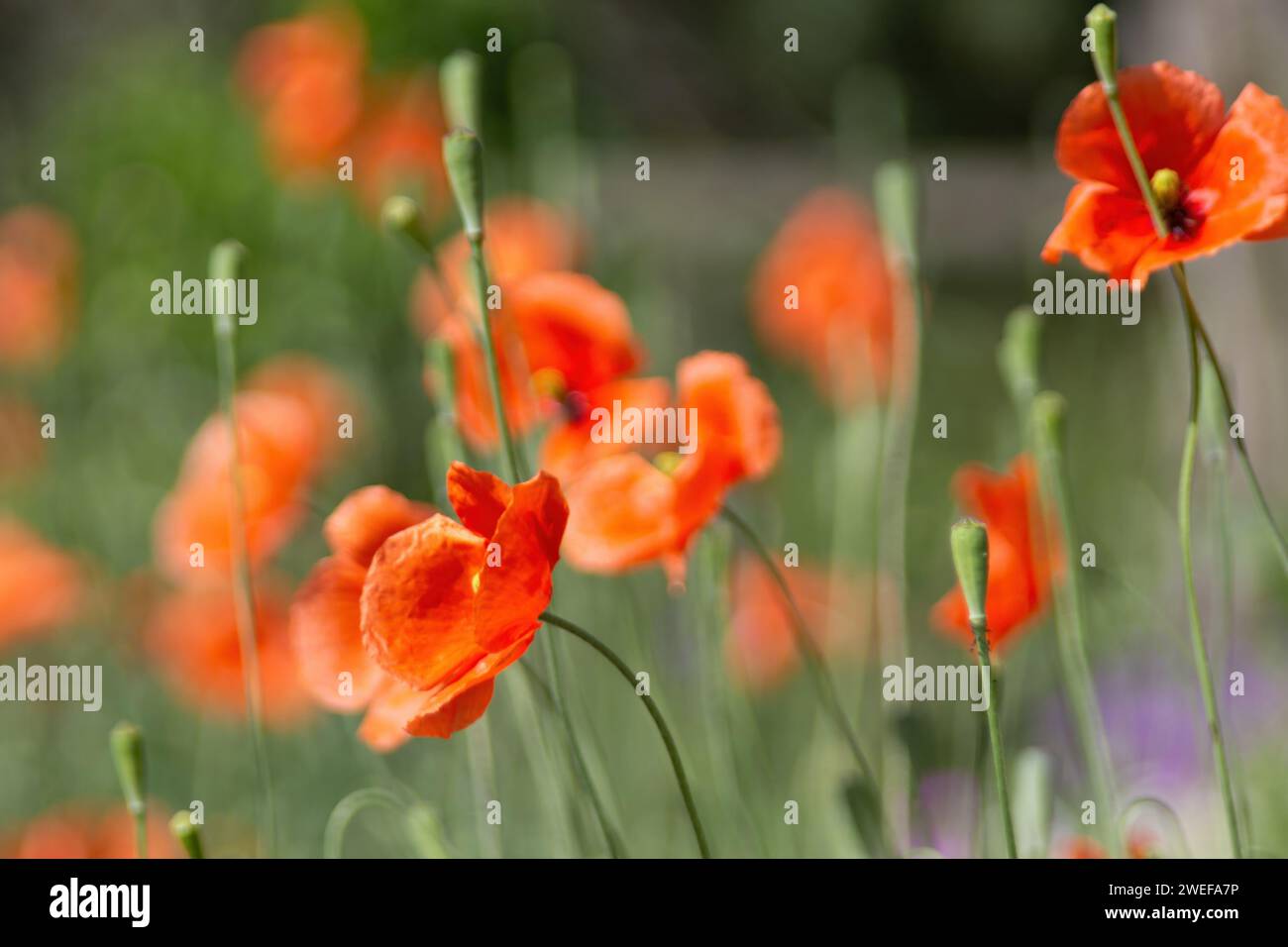 Mohnblumen Stockfoto