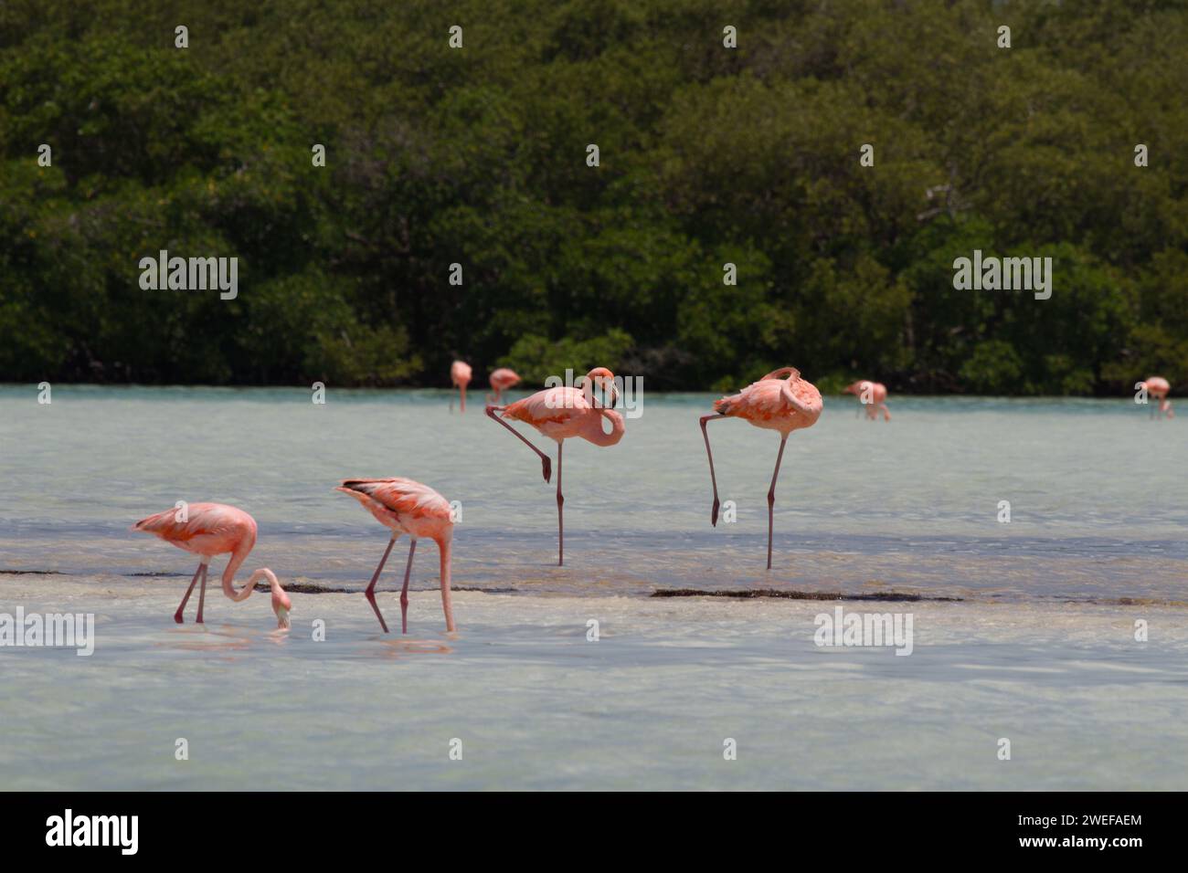 Eine Gruppe von Flamingos, die in flachem Wasser waten Stockfoto