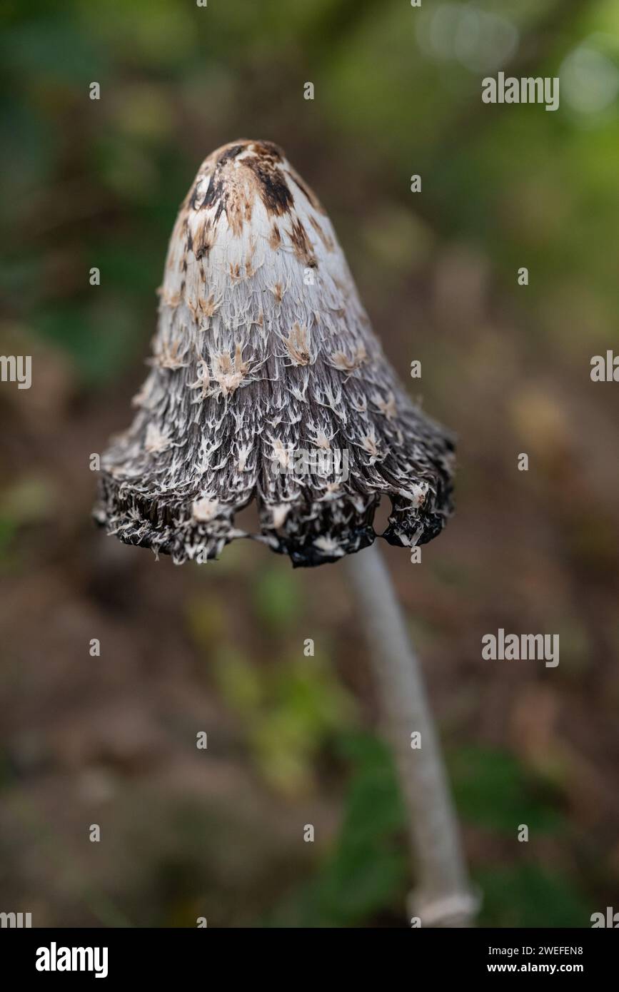 Shaggy Mane, zottelige Tintenmütze oder Anwaltsperücke. Vertikales Foto eines alten Pilzes Stockfoto