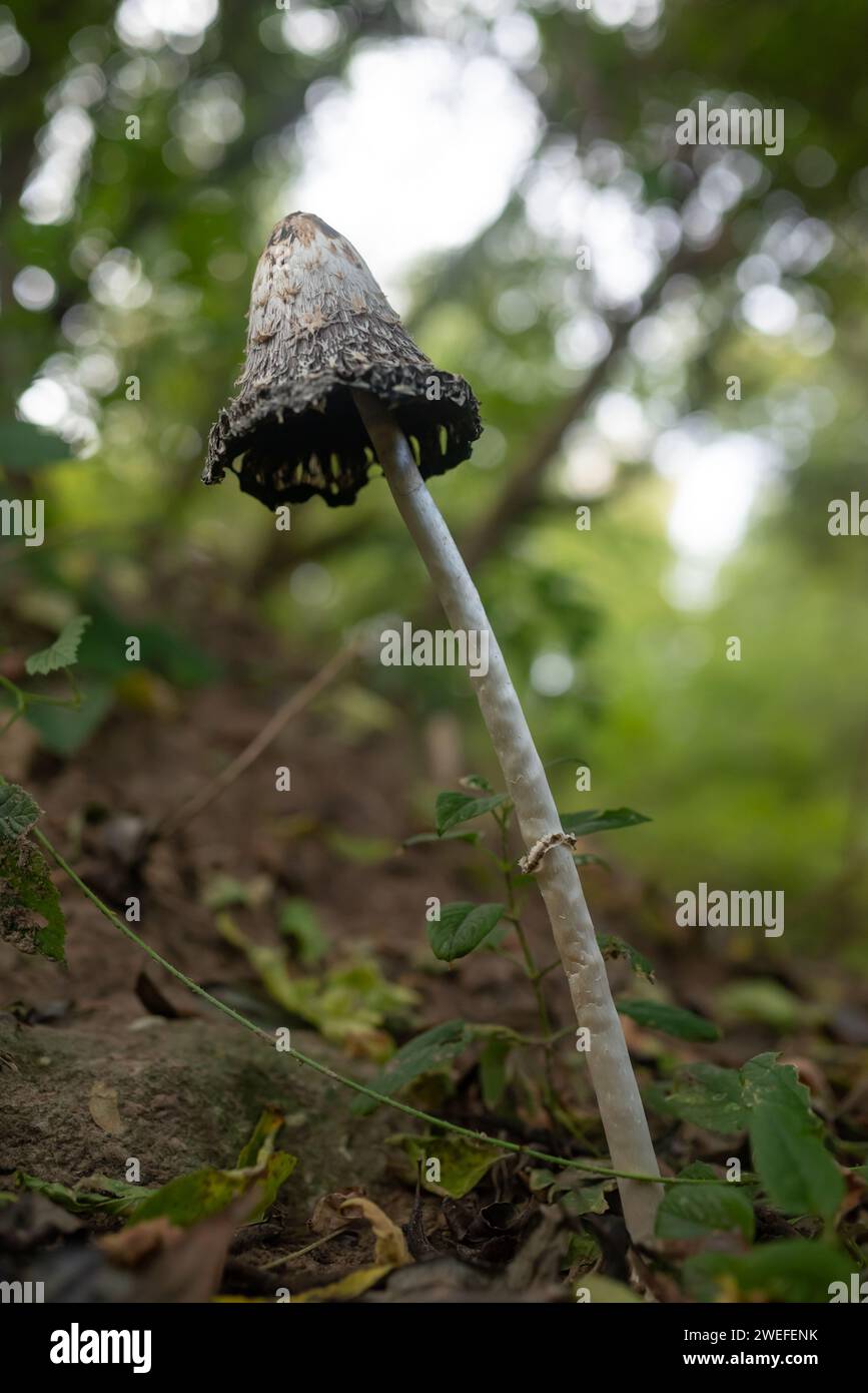 Shaggy Mane, zottelige Tintenmütze oder Anwaltsperücke. Vertikales Foto eines alten Pilzes Stockfoto