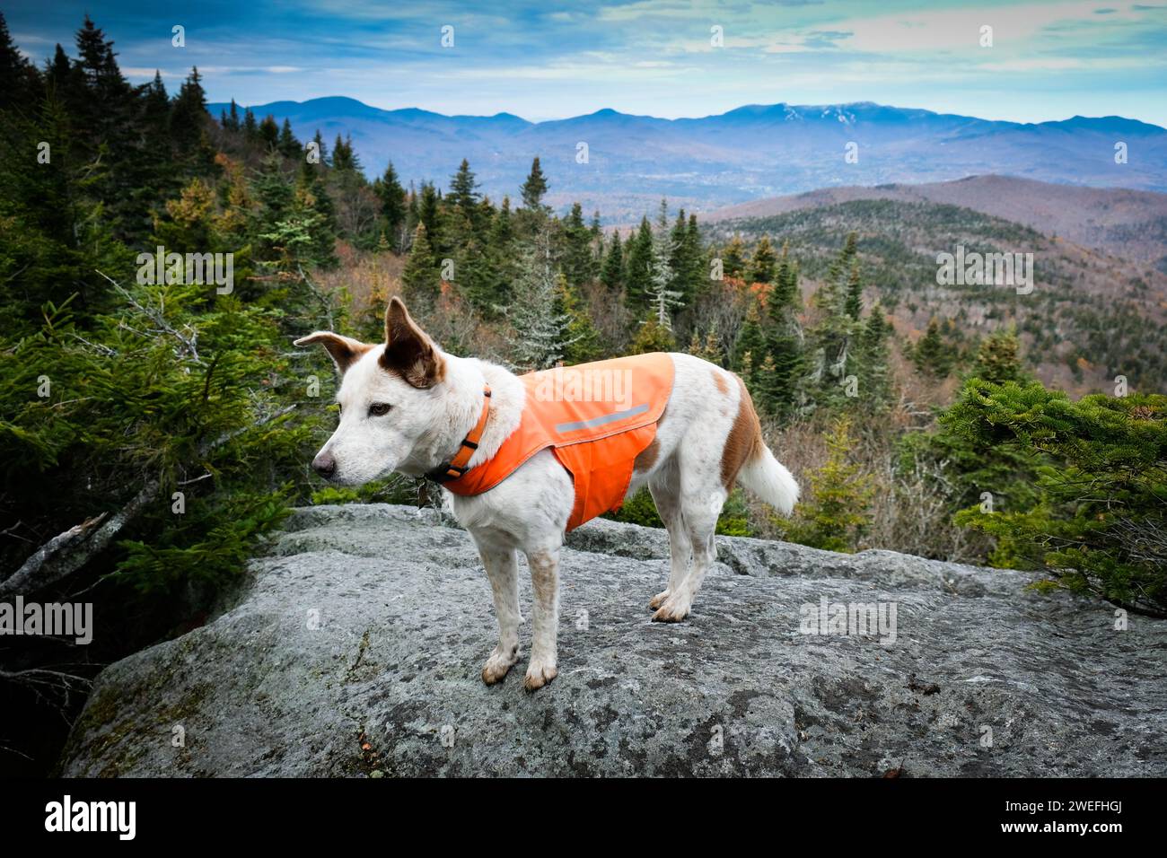 Rinderhund-Mix in den Green Mountains im Zentrum von Vermont in Herbstfarben, Worcester Range. Stockfoto