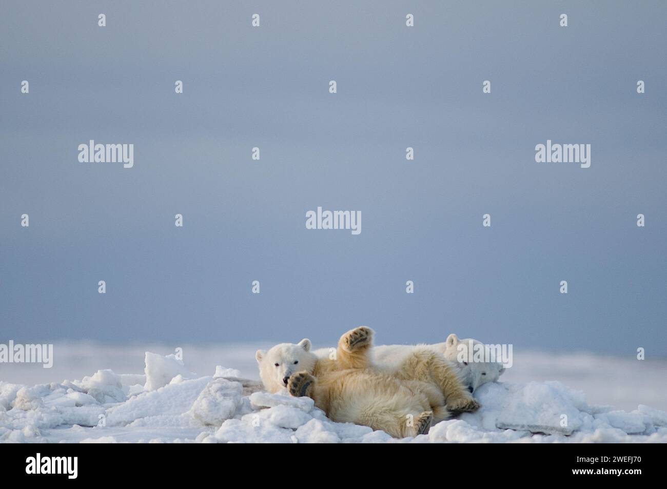 Eisbären Ursus maritimus Kragensau mit Frühlingsjungen ruht in gemischtem Packeis entlang der arktischen Küste im frühen Herbst 1002 in Alaska Stockfoto