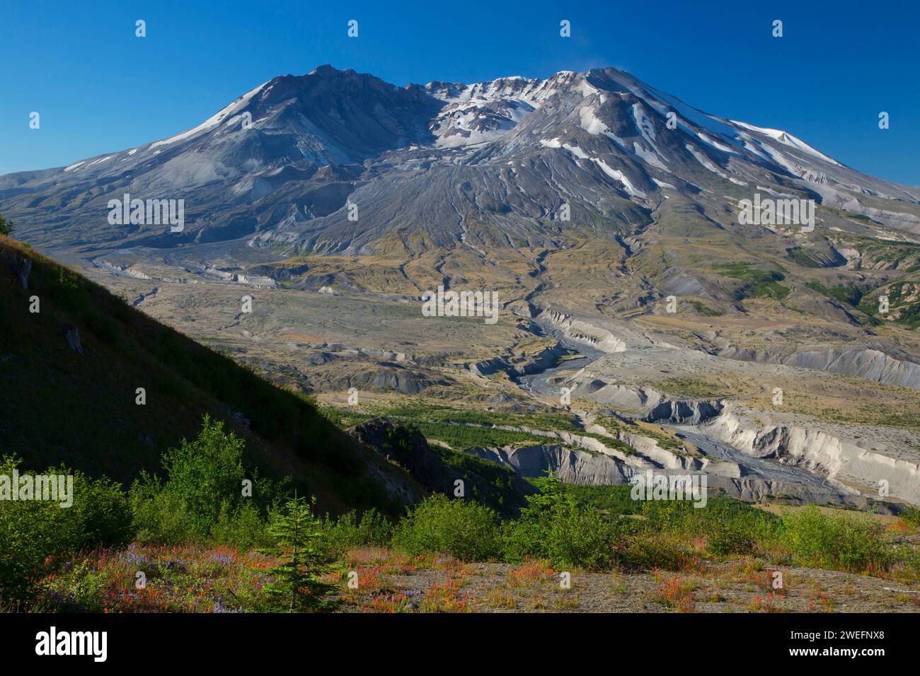 Boundary Trail zu Mt St Helens, Mount St. Helens National Volcanic Monument, Washington Stockfoto