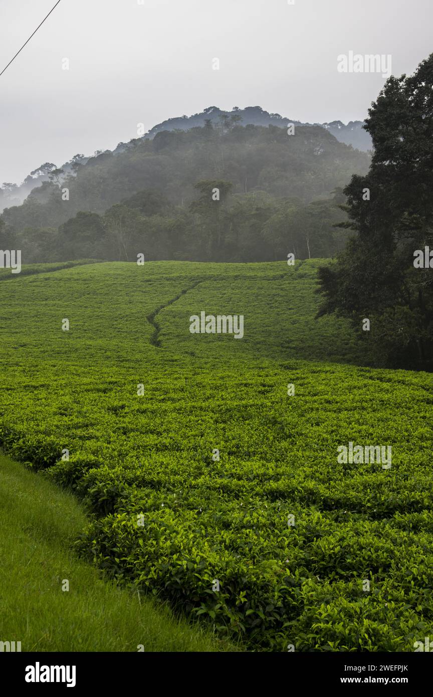 Teeplantage vor dem Nyungwe-Nationalpark im Südwesten Ruandas mit leuchtend grünen Blättern vor üppigem Waldgrund Stockfoto