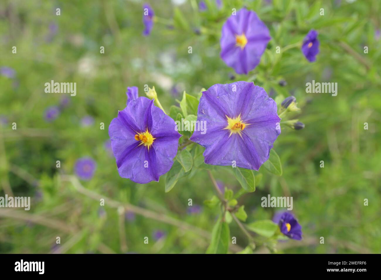 Helle Nachtschattenblumen auf der Wiese Stockfoto