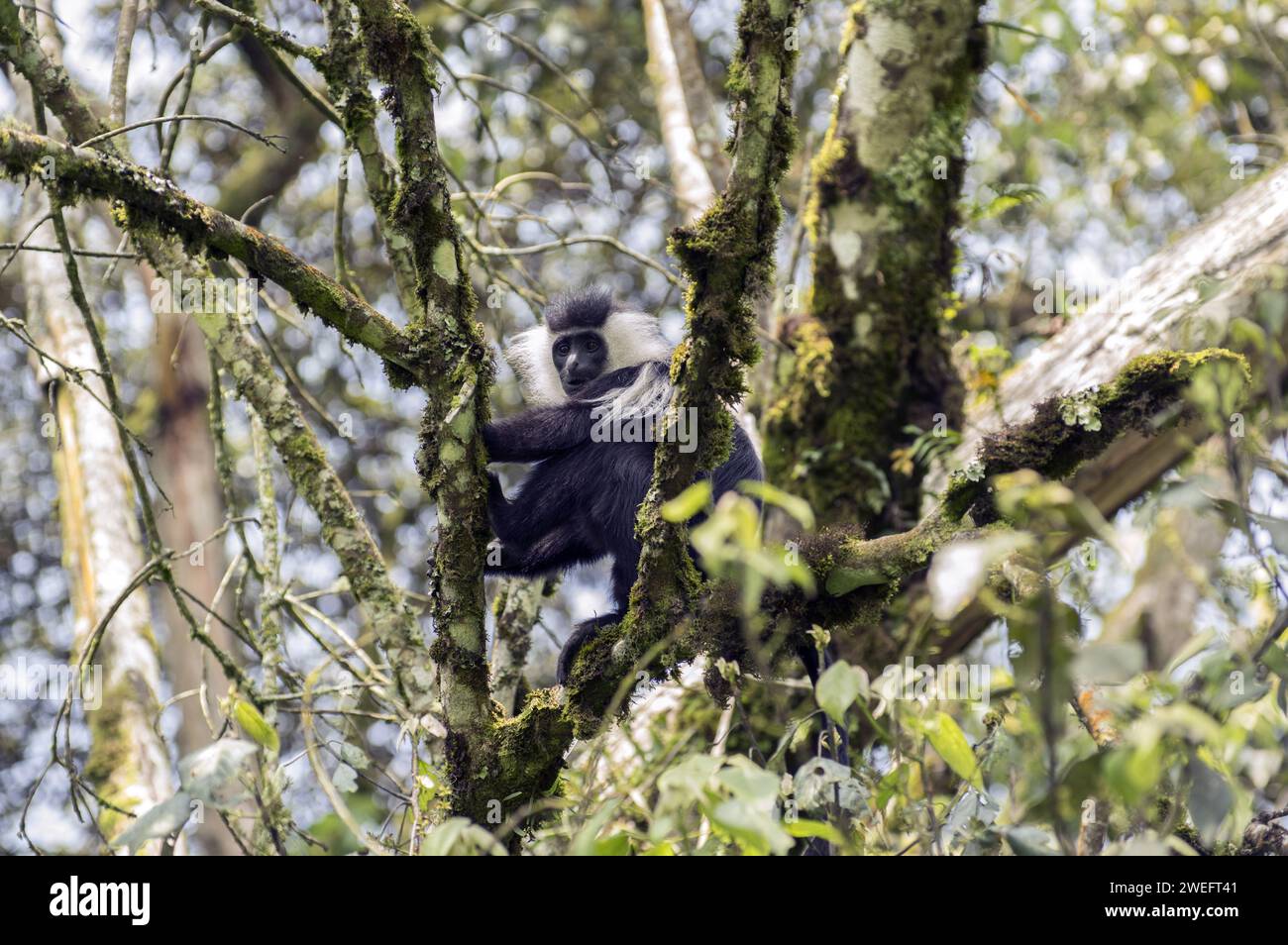 Wilde Colobus-Affen mit ihrem charakteristischen schwarz-weißen Fell im Nyungwe-Nationalpark in Ruanda, Zentralafrika-Parks, beim Spielen oder beim Essen von Blättern Stockfoto