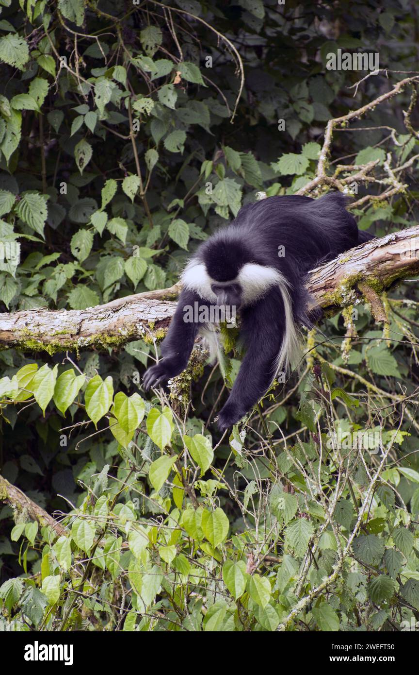 Wilde Colobus-Affen mit ihrem charakteristischen schwarz-weißen Fell im Nyungwe-Nationalpark in Ruanda, Zentralafrika-Parks, beim Spielen oder beim Essen von Blättern Stockfoto