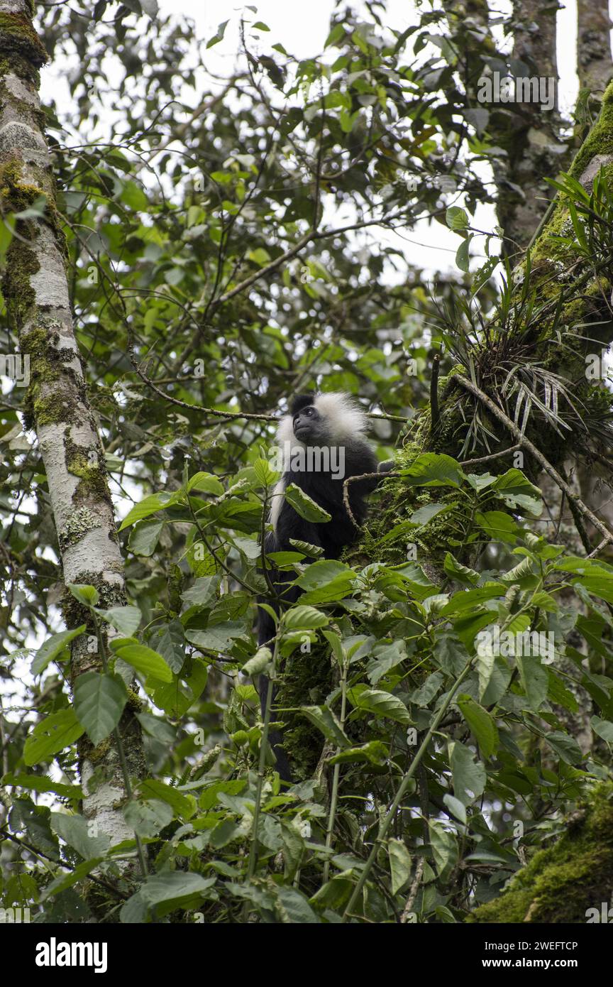 Wilde Colobus-Affen mit ihrem charakteristischen schwarz-weißen Fell im Nyungwe-Nationalpark in Ruanda, Zentralafrika-Parks, beim Spielen oder beim Essen von Blättern Stockfoto