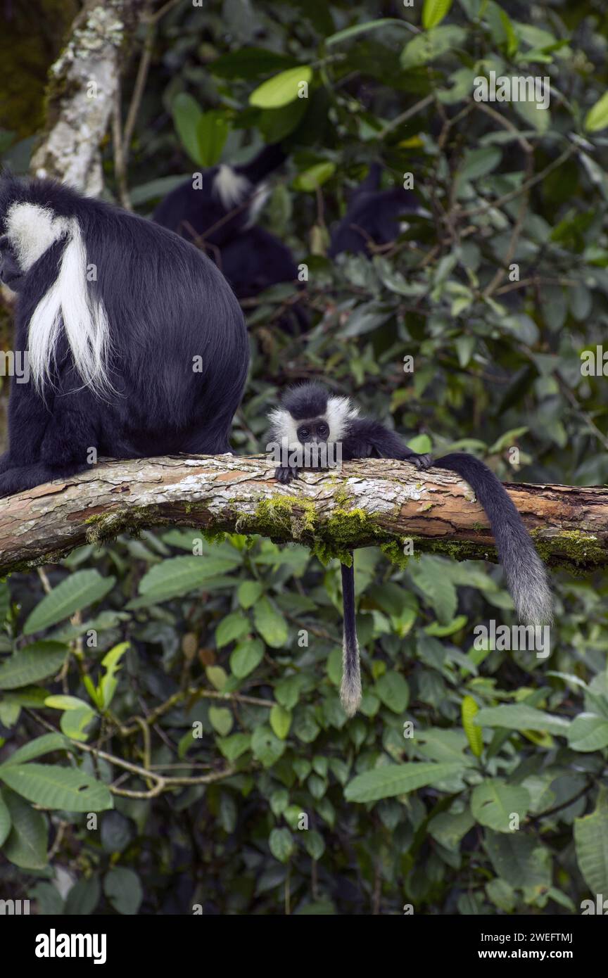 Wilde Colobus-Affen mit ihrem charakteristischen schwarz-weißen Fell im Nyungwe-Nationalpark in Ruanda, Zentralafrika-Parks, beim Spielen oder beim Essen von Blättern Stockfoto