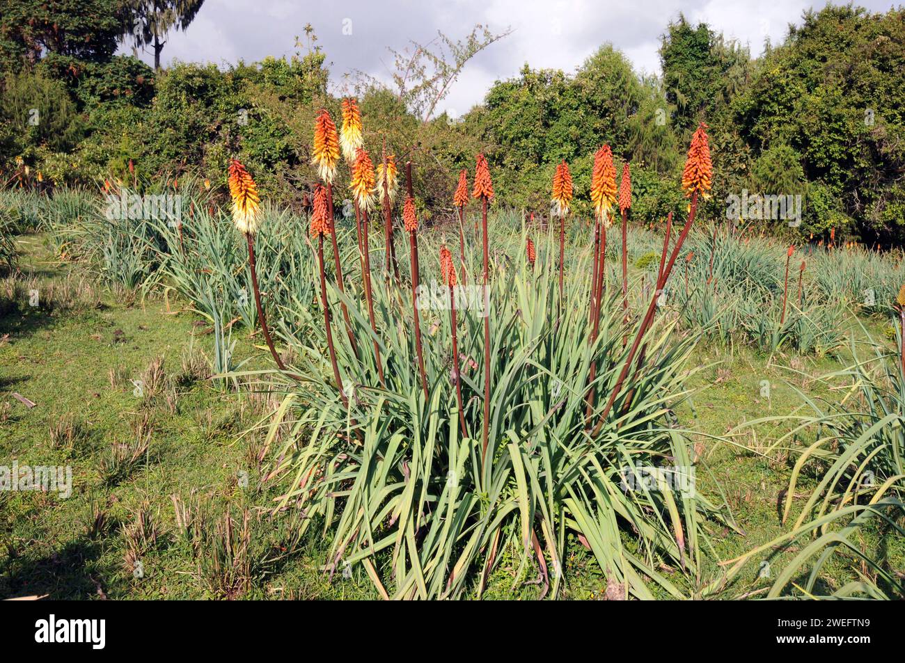 Red Hot Poker (Kniphofia foliosa) ist eine mehrjährige Pflanze endemisch in Äthiopien. Dieses Foto wurde im Bale National Park, Äthiopien aufgenommen. Stockfoto