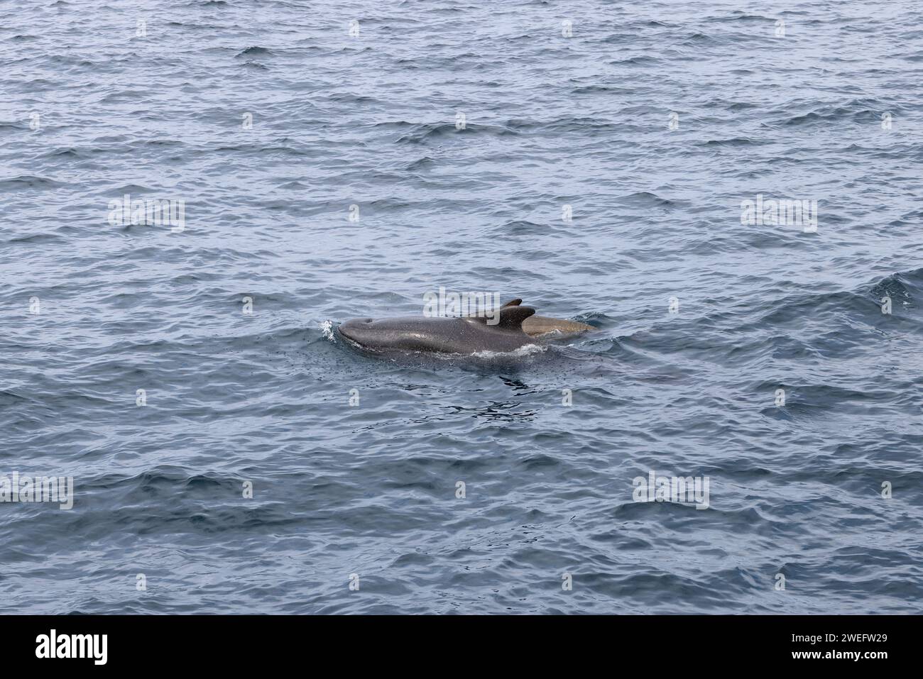 In der kühlen Umarmung des Norwegischen Meeres bleibt ein Grindwal in der Nähe seiner Mutter, einem Duo, das in der Nähe von Andenes, Norwegen, fotografiert wurde Stockfoto