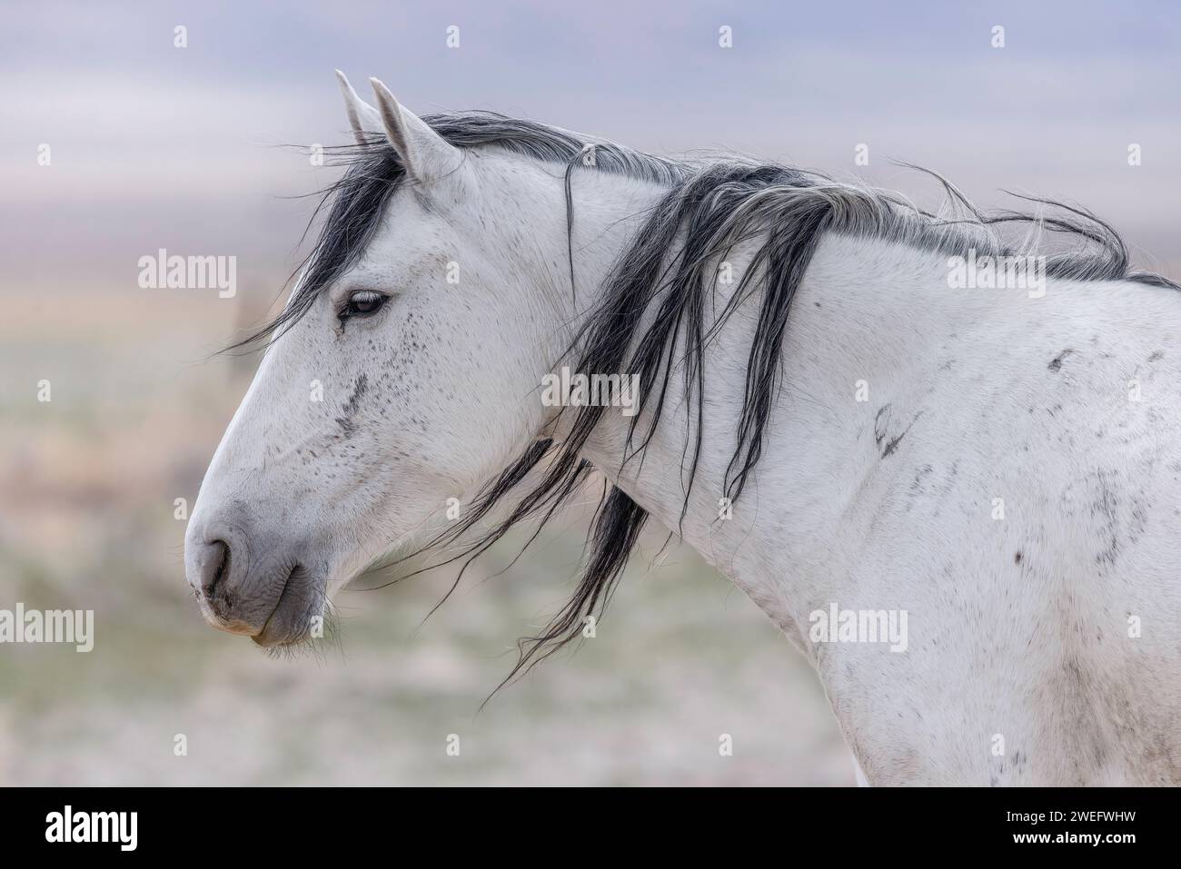 Die Wildpferdeherde des Onaqui Mountain hat eine leichte bis mittelschwere Struktur und ist in Farben wie Sauerampfer, roan, Buchleder, Schwarz, Palomino, und grau. Stockfoto