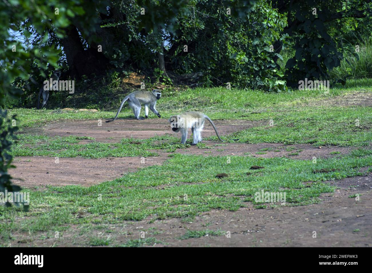 Fotografiert auf Safari im Akagera-Nationalpark im Nordosten Ruandas, Zentralafrikas größtes geschütztes Feuchtgebiet. Afrika-Parks Stockfoto