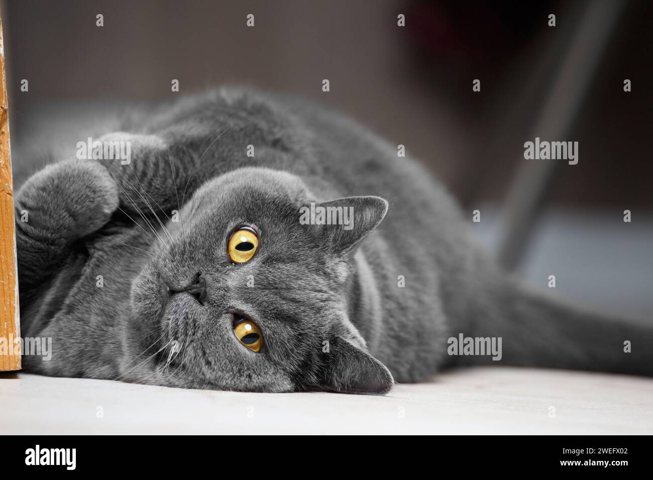 Eine schottische Kurzhaarkatze mit gelben Augen liegt auf dem Rücken und schaut in die Kamera. Eine fette britische Katze faltete ihre Pfoten lustig und lag auf der Seite Stockfoto