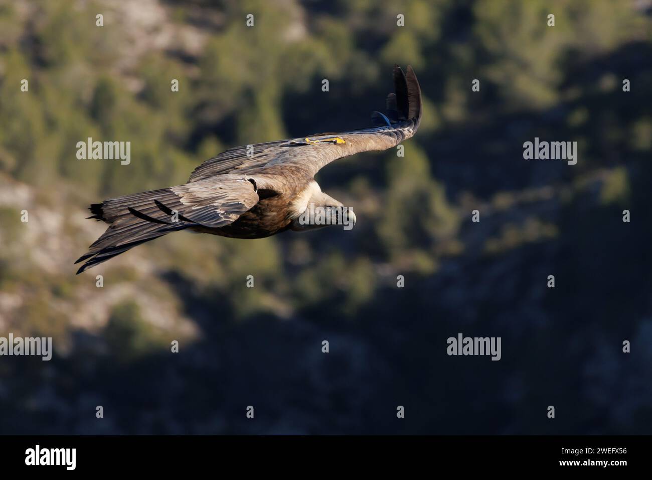 Gänsegeier fliegen über Kiefernwälder im Naturpark Sierra de Mariola in Alcoy, Spanien Stockfoto