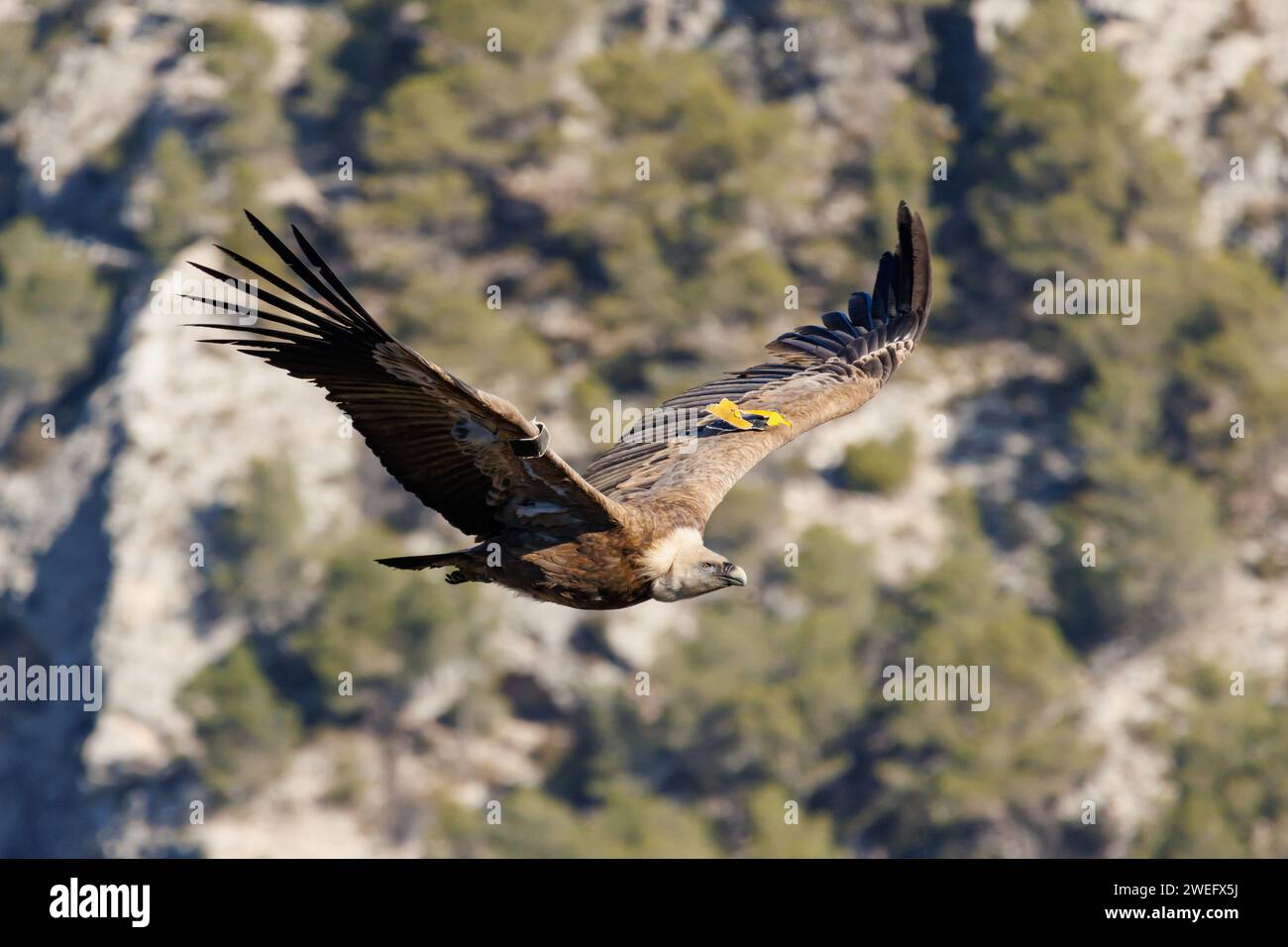 Gyps fulvus flattert während des Fluges im Naturpark Sierra de Mariola, Alcoy, Spanien Stockfoto