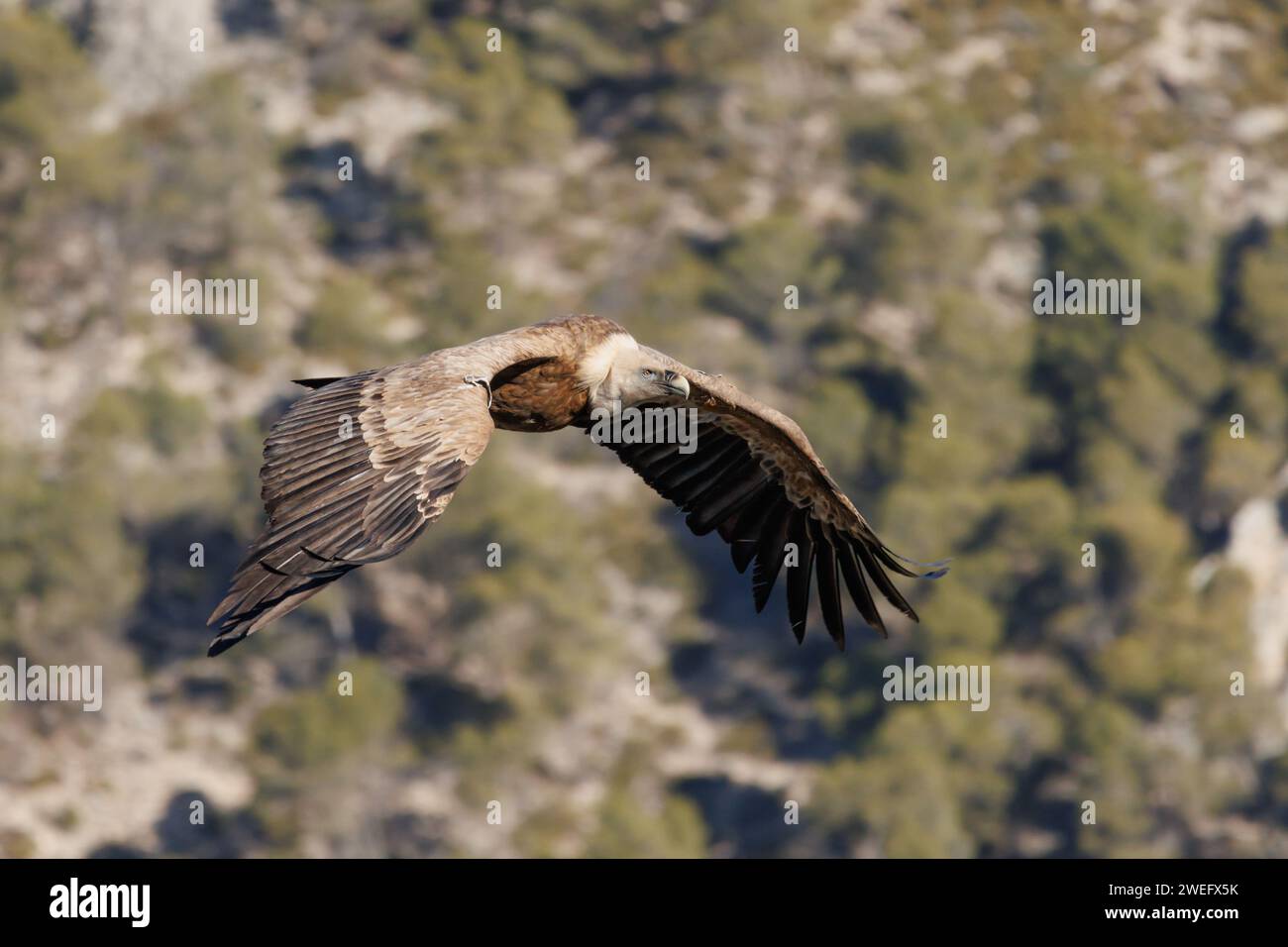 Gyps fulvus flattert während des Fluges im Naturpark Sierra de Mariola, Alcoy, Spanien Stockfoto