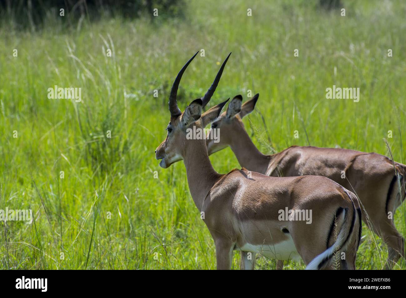 Impalas fotografiert auf Safari im Akagera-Nationalpark im Nordosten Ruandas, Zentralafrikas größtes geschütztes Feuchtgebiet. Afrika-Parks Stockfoto