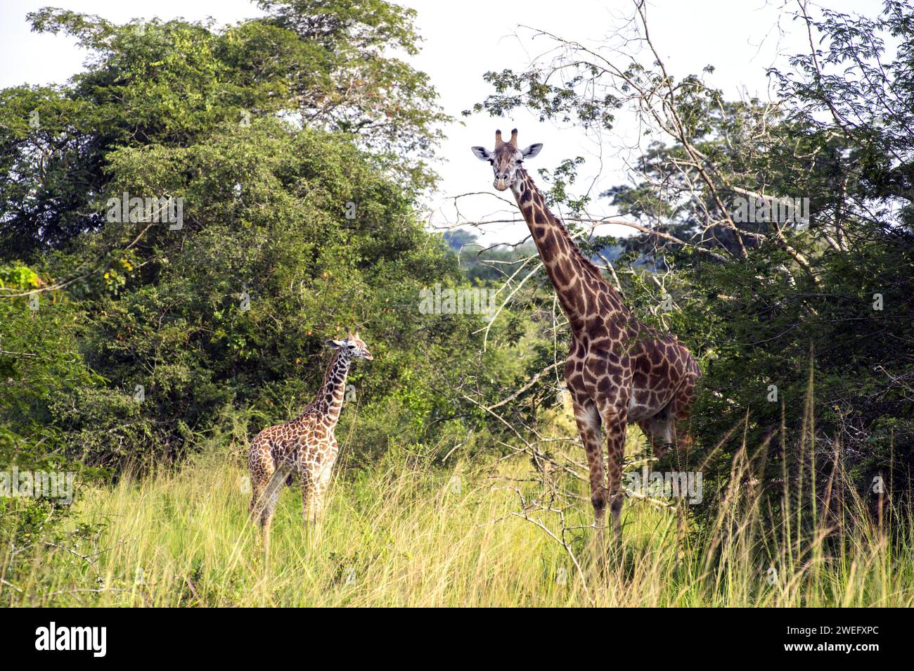 Mutter und Baby Giraffe fotografierten auf Safari im Akagera Nationalpark im Nordosten Ruandas, Zentralafrikas größtes geschütztes Feuchtgebiet. Afrika-Parks Stockfoto