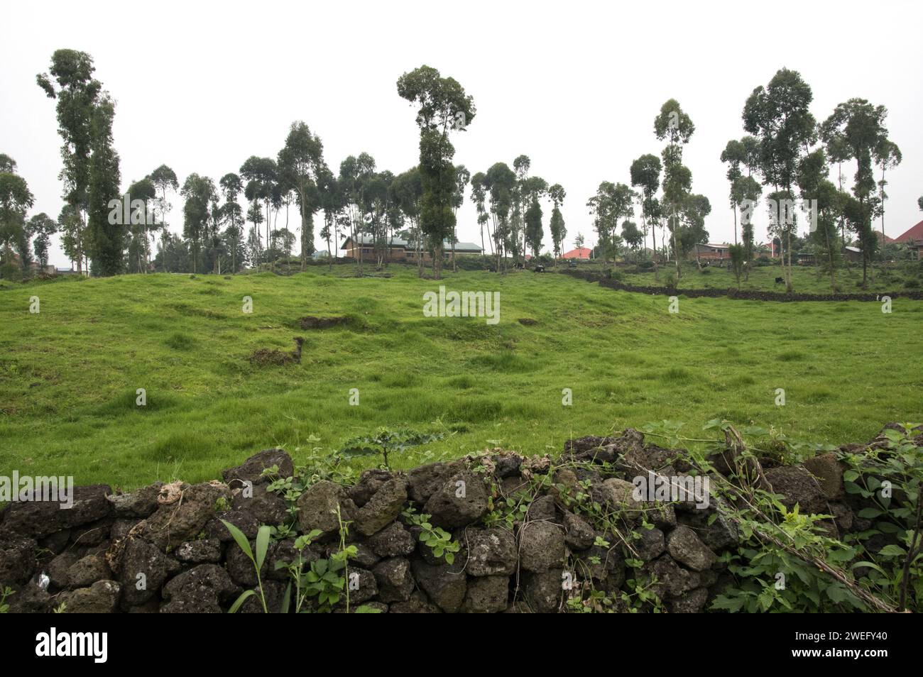 Kleines Ackerland in Musanze, Ruhengeri, Ruanda mit ungewöhnlichem grünen Grasbewuchs und Kühen im Hintergrund des Bauernhofs Stockfoto