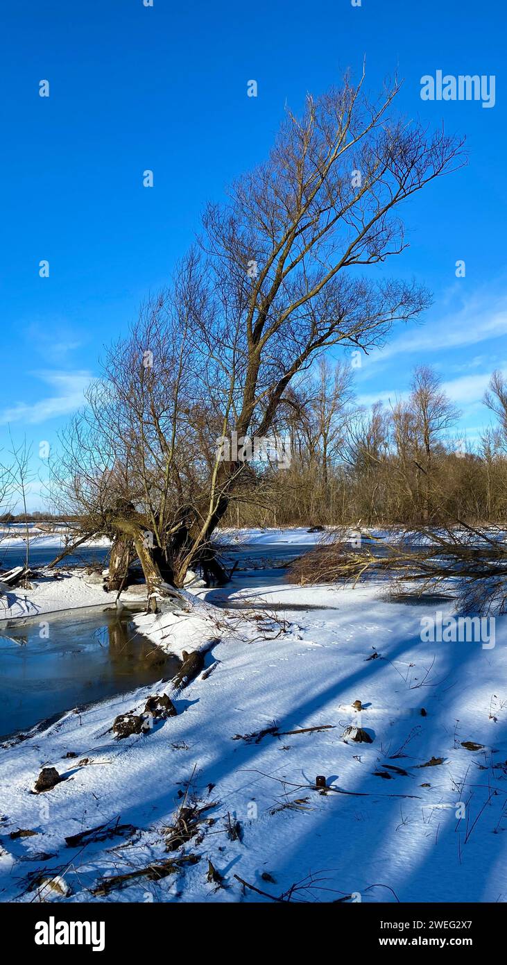 Die Auen des Narew River im Winter. Stockfoto