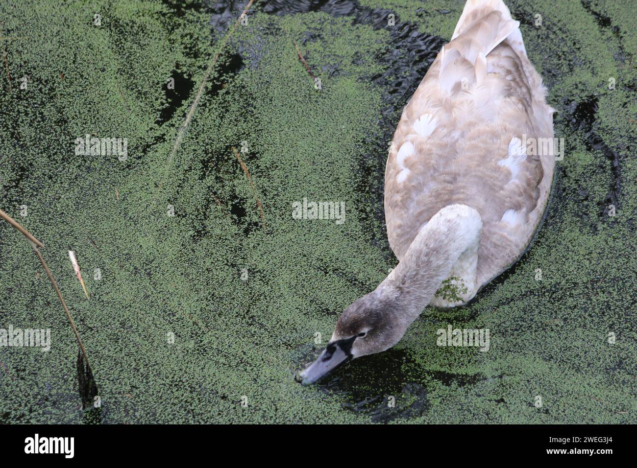 Schwan, der sich in einem ruhigen Fluss erholt Stockfoto