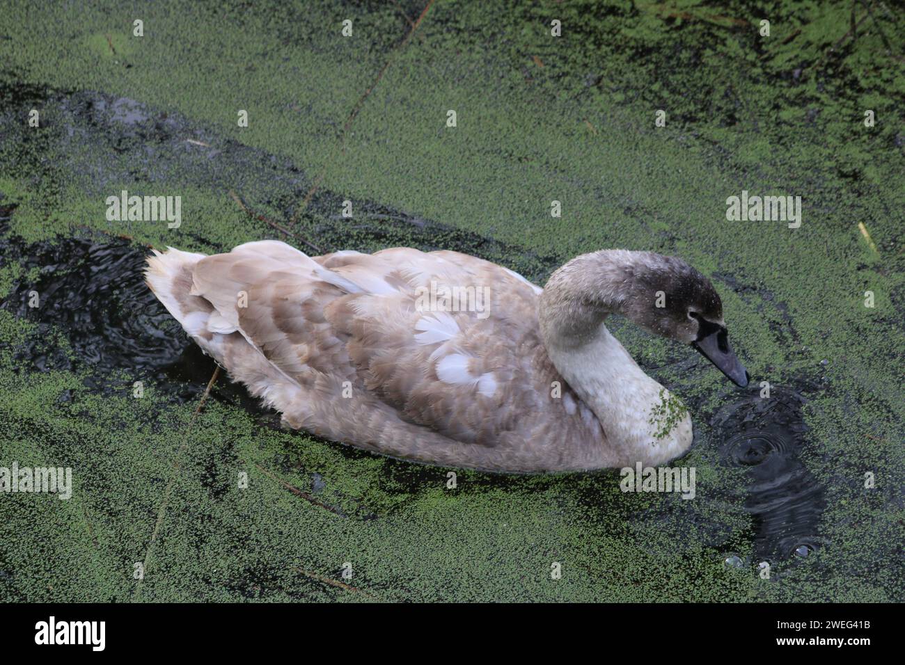 Schwan in einem ruhigen Fluss Stockfoto