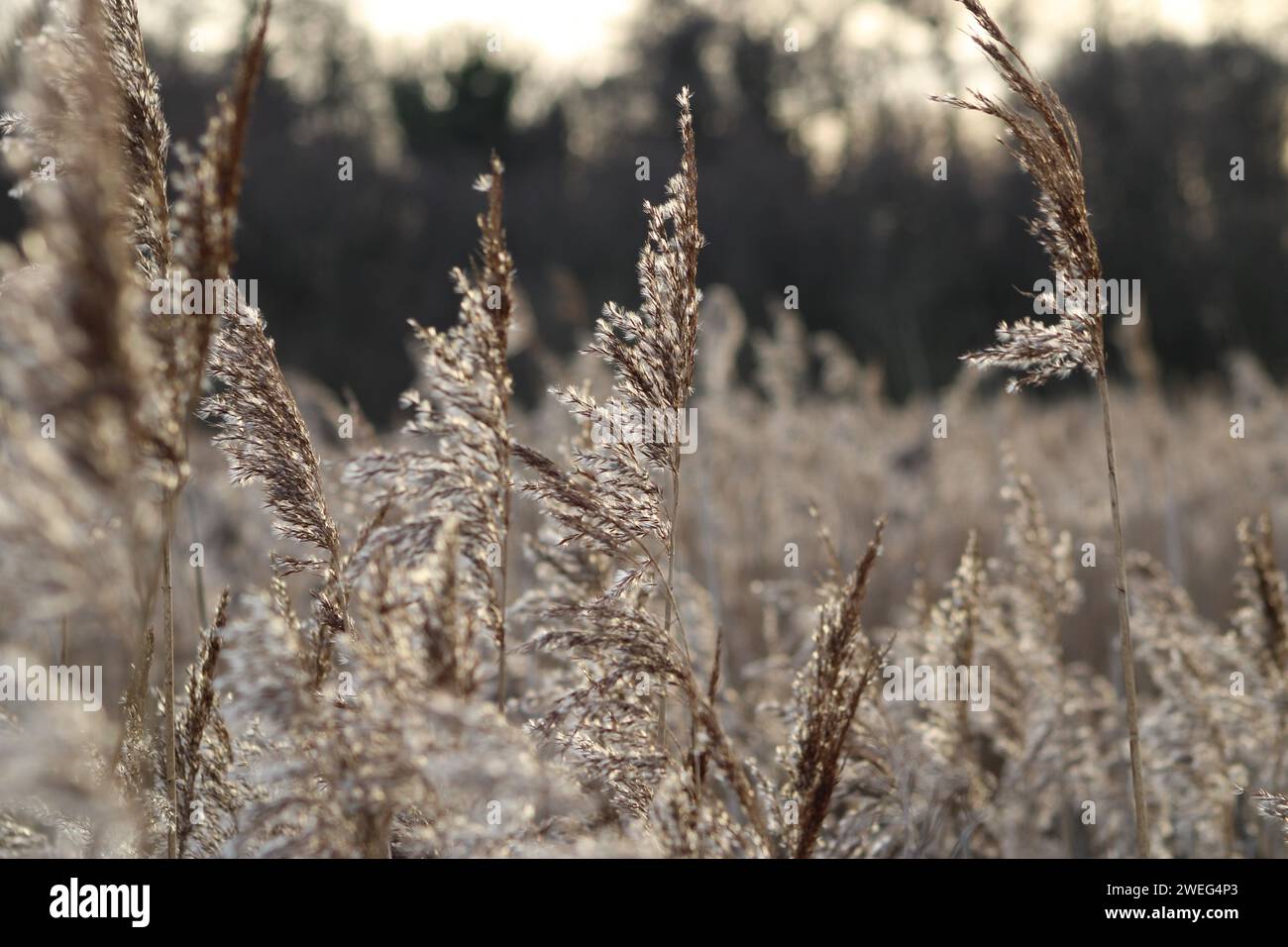 Kaltes WinterSchilf Stockfoto