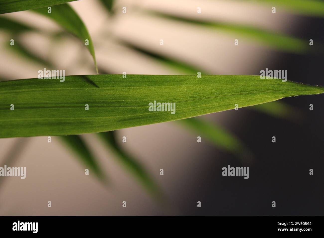 Grüne Blattpflanze auf weißem Hintergrund Stockfoto