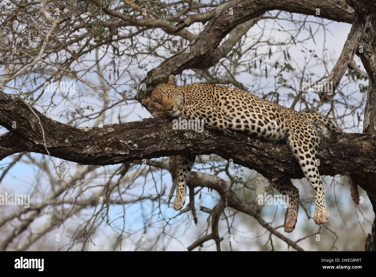 Leopard Stockfoto