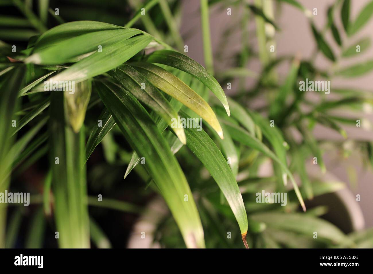 Grüne Blattpflanze auf weißem Hintergrund Stockfoto