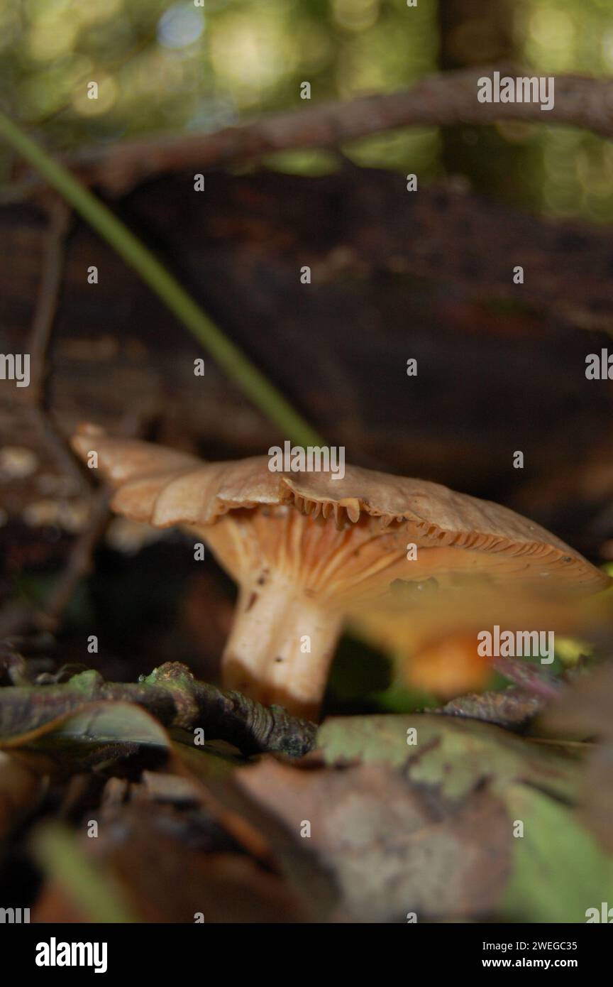 Wilde Pilze auf Waldboden Stockfoto