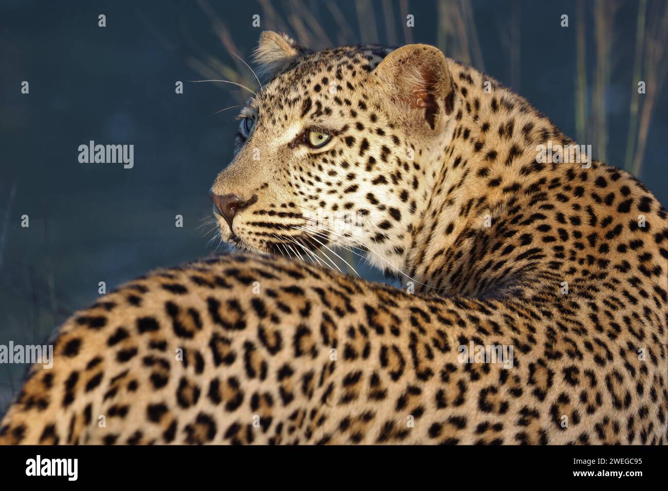Leoparden sind territorial Fotos und Bildmaterial in hoher Auflösung