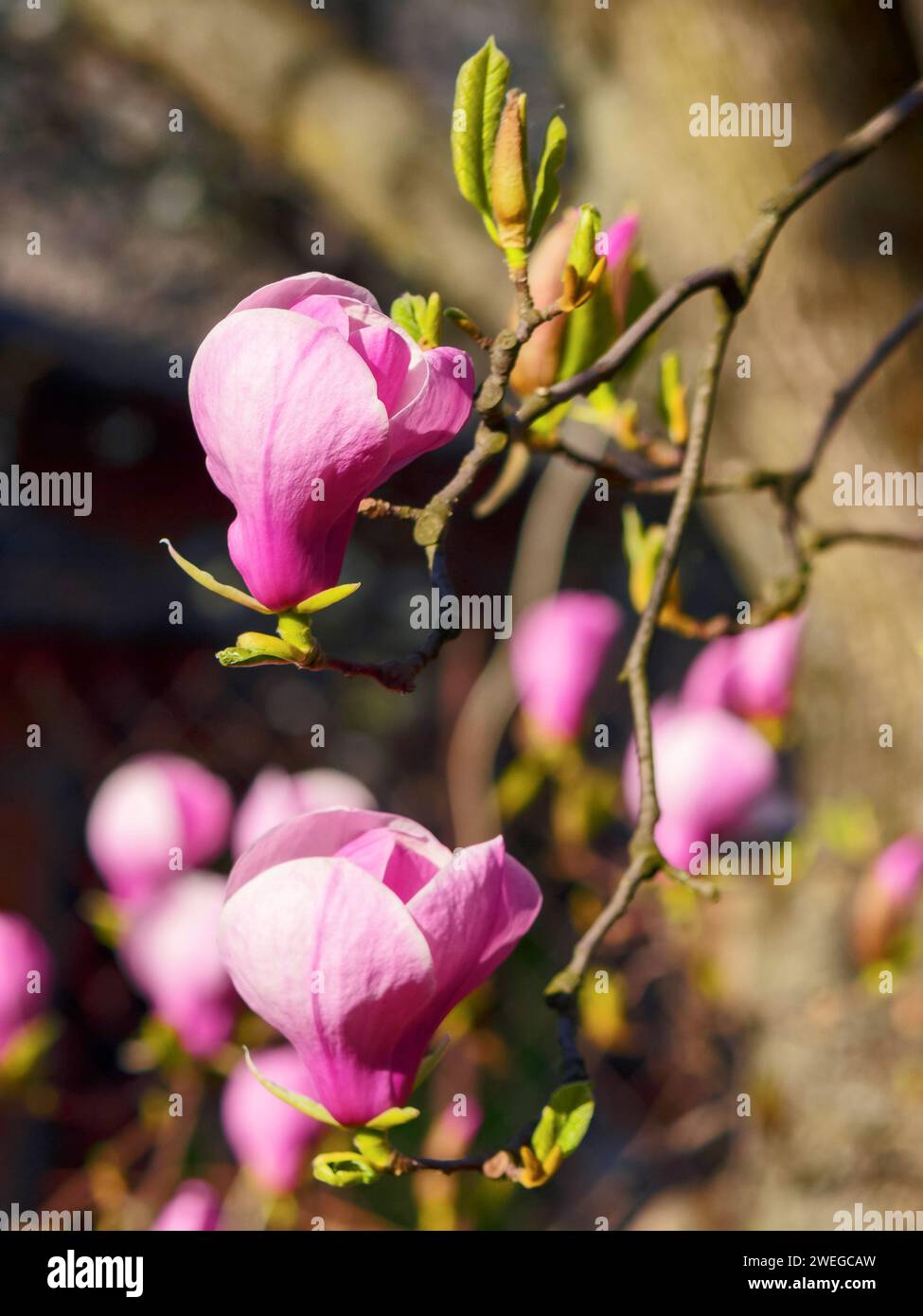 Violetter Magnolienbaum in voller Blüte. Zweig mit schönen Blumen. Frühling Natur Hintergrund im Park Stockfoto