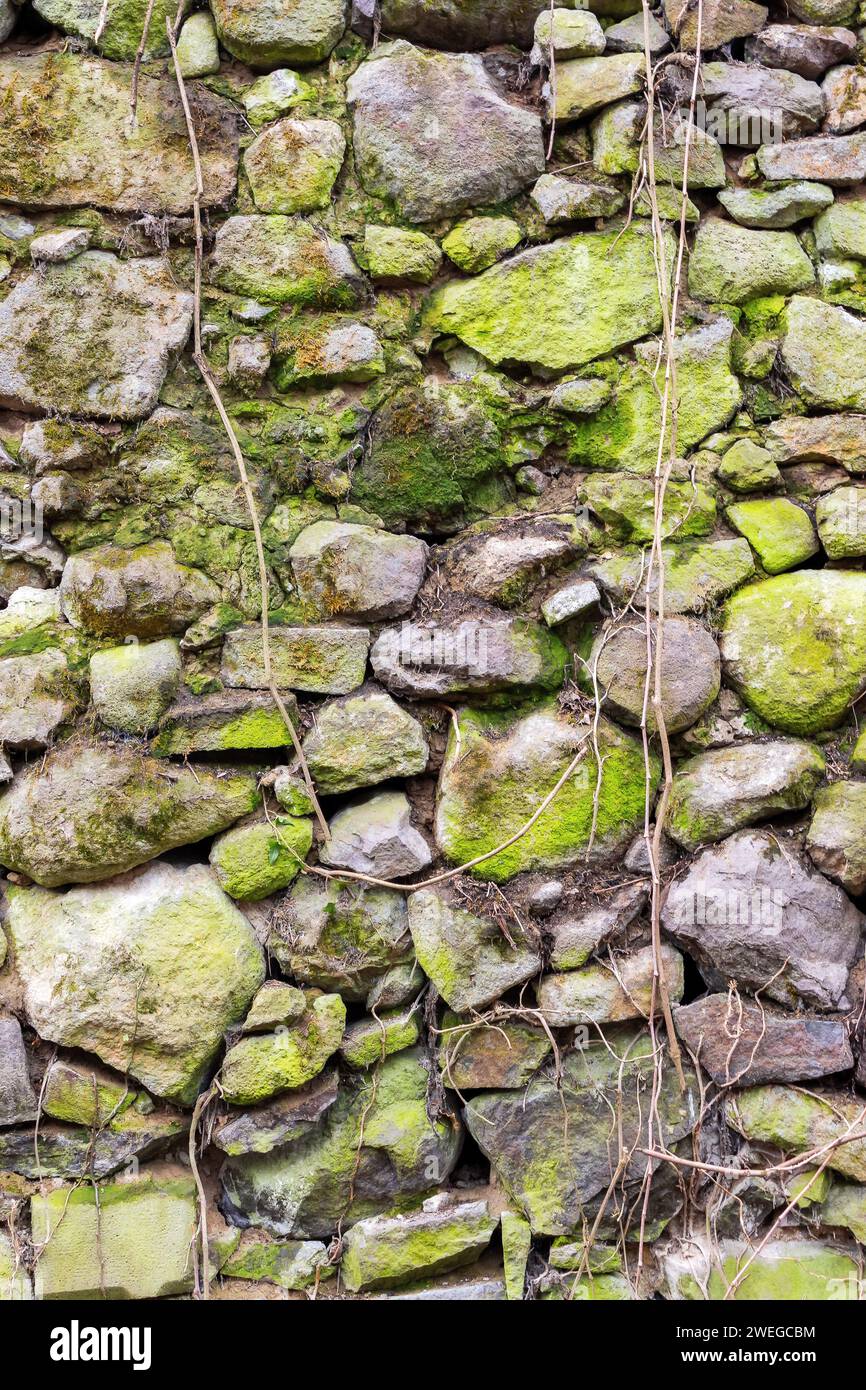 Die Textur einer alten Steinmauer. Naturmuster von Moos und Pflanzen auf der Grunge-Oberfläche Stockfoto