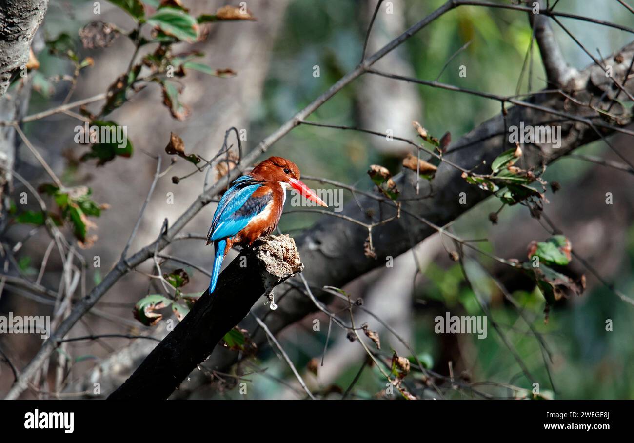 Weißer eisvogel, der in einem Baum sitzt Stockfoto