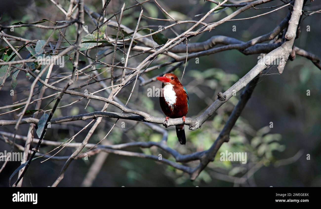 Weißer eisvogel, der in einem Baum sitzt Stockfoto