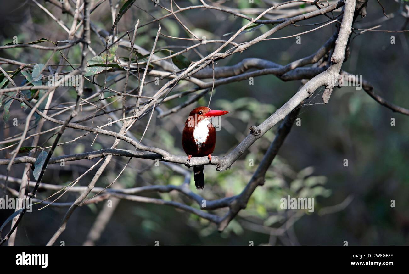 Weißer eisvogel, der in einem Baum sitzt Stockfoto