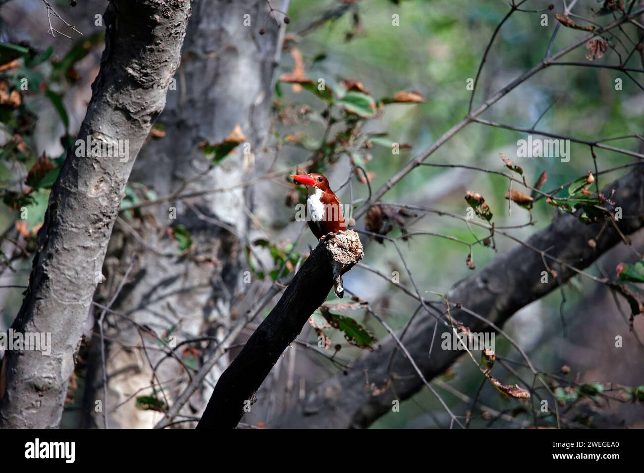Weißer eisvogel, der in einem Baum sitzt Stockfoto